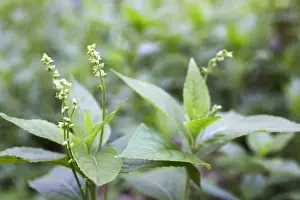 Britain Prints: Dog's Mercury - Spring - UK