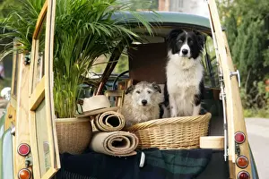 Dogs - in back of Morris Minor Traveller 1969 during house move