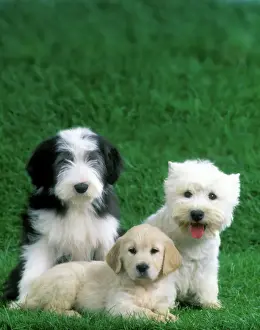 Retriever Prints: Dogs - Old English Sheepdog, Golden Retriever & West Highland Terrier puppies