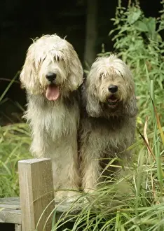 Dogs - Otterhound Dogs sitting together