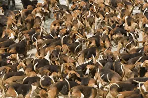 Dogs - pack of hounds hunting