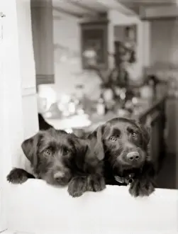 In Kitchen Prints: Dogs - Peering from kitchen window - Vintage feel