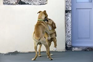 Stray Gallery: Dogs - play fighting - Stray