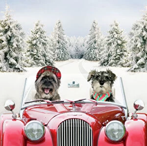 Christmas Collection: Dogs - Pugairn (cross between and Pug and a Cairn Terrier) and Schnauzer driving car through snow