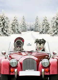 Transport Prints: Dogs - Pugairn (cross between and Pug and a Cairn Terrier) and Schnauzer driving car through snow Digital Manipulation