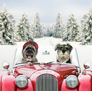 Transport Prints: Dogs - Pugairn (cross between and Pug and a Cairn Terrier) and Schnauzer driving car through snow Digital Manipulation