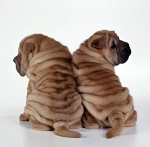 Dogs - Rear view of two Shar Pei Puppies sitting together