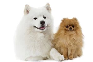 Images Dated 11th March 2006: Dogs - Samoyed & Dwarf Spitz