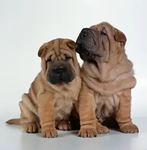 Dogs - Two Shar Pei puppies sitting together