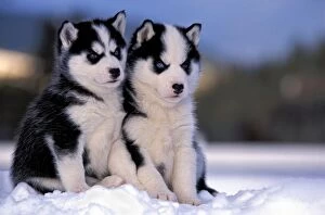 Dogs - Siberian Husky, two puppies sitting together