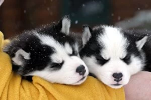 Images Dated 6th February 2014: Dogs - Siberian Husky puppies sleeping