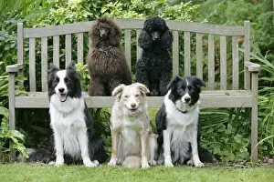 Garden Furniture Prints: DOGS. Sitting on bench