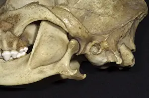 Dog's Skull - Close Up View showing the articulation of the lower jaw with the skull. The socket is shallow and dislocation is easy and frequent. This should be compared with the badger where the groove is more complete
