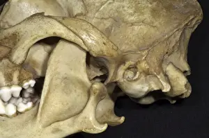 Dog's Skull - Close Up View showing dislocation of the lower jaw with the skull. The socket is shallow and dislocation is easy and frequent. This should be compared with the badger where the groove is more complete