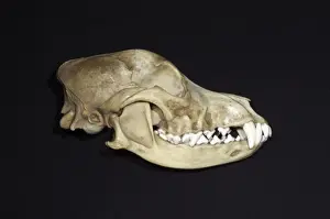 Dog's Skull Right Side