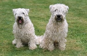 DOGS - Soft Coated Wheaten Terrier, sitting on grass