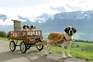 Bitch Gallery: Dogs - St. Bernard female with three puppies in cart