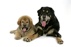 Mastiffs Prints: Dogs - Tibetan Mastiff adult & 10 wk old puppy