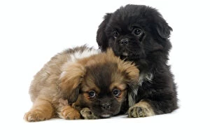 Images Dated 17th January 2007: Dogs - Tibetan Spaniel puppies