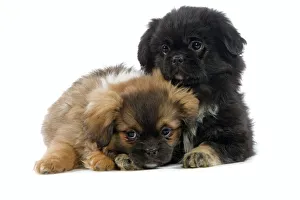 Cuddling Photos Framed Prints Wall Art Posters Jigsaw Puzzles