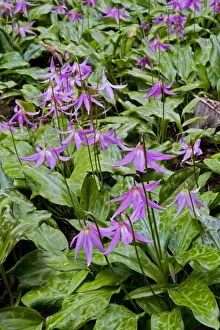 Violet Prints: Dog's Tooth Violets - Knightshayes Pink