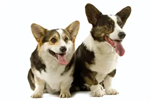Dogs - Welsh Corgi