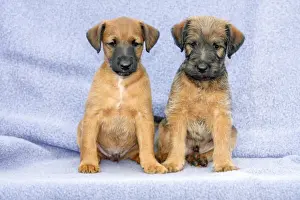 Dogs - Westfalia / Wetfalen Terrier Puppies - 2 puppies sitting together, Lower Saxony, Germany