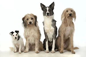 Images Dated 11th March 2020: DOGS. X4 dogs sitting together cross breeds