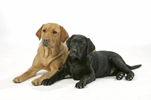 Dog - Yellow Labrador - lying down
