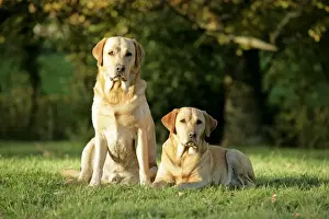 Dogs - Yellow Labrador Retrievers lying down on grass