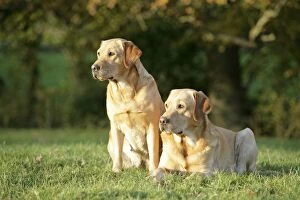 Dogs - Yellow Labrador Retrievers lying down on grass