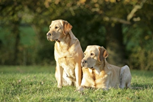 Dog - Yellow Labrador - lying down