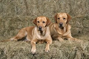 Dogs - Yellow Labrador Retrievers lying down on hay stacks