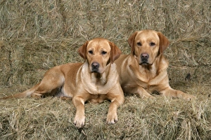 Dog - Yellow Labrador - lying down