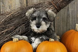 Halloween Collection: DOG.Schnauzer puppy sitting in leaves with broom and pumpkins