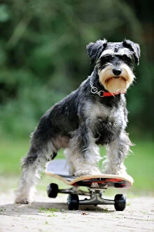 Collar Collection: DOG.Schnauzer on skateboard