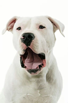 Argentinian Mastiff Gallery: Dogue Argentino / Argentinian Mastiff - with mouth open
