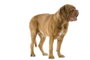 Dogue de Bordeaux / Bordeaux / French Mastiff