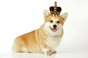 Funny Collection: DOG.Welsh corgi wearing crown and pearls