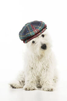 Images Dated 31st March 2020: DOG.West highland white terrier puppy wearing tartan hat