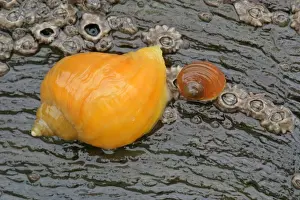 Whelk Prints: Dogwhelk colourful dogwhelk on a rock at low tide beach of Bedruthan Steps
