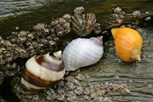 Dogwhelks colourful individuals on a rock at low tide beach of Bedruthan Steps, Cornwall, England, UK