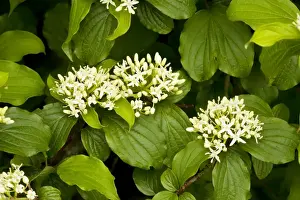 Dogwood (Cornus sanguinea (= Thelycrania)) in flower. South England