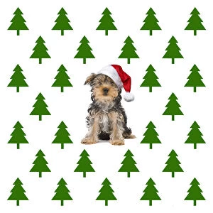 Backgrounds Gallery: Dog,Yorkshire Terrier wearing Christmas hat with