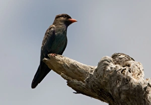 Images Dated 11th May 2007: Dollarbird - A breeding visitor to Australia arriving September/October and departing March/April