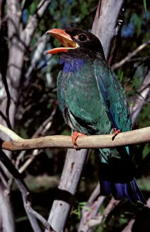 Images Dated 25th July 2006: Dollarbird - migratory bird: breeds in Australia on north and east coast and hinterland
