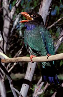 Calling Prints: Dollarbird - migratory bird: breeds in Australia on north and east coast and hinterland