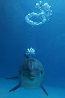 Bubble Gallery: Dolphin