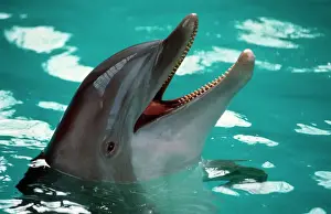 Dolphin Prints: Dolphin