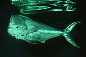 Ugly Prints: Dolphin Fish (Mahi-Mahi) KEL 91 Open water Hawaii Coryphaena hippurus © ken Lucas / ARDEA LONDON